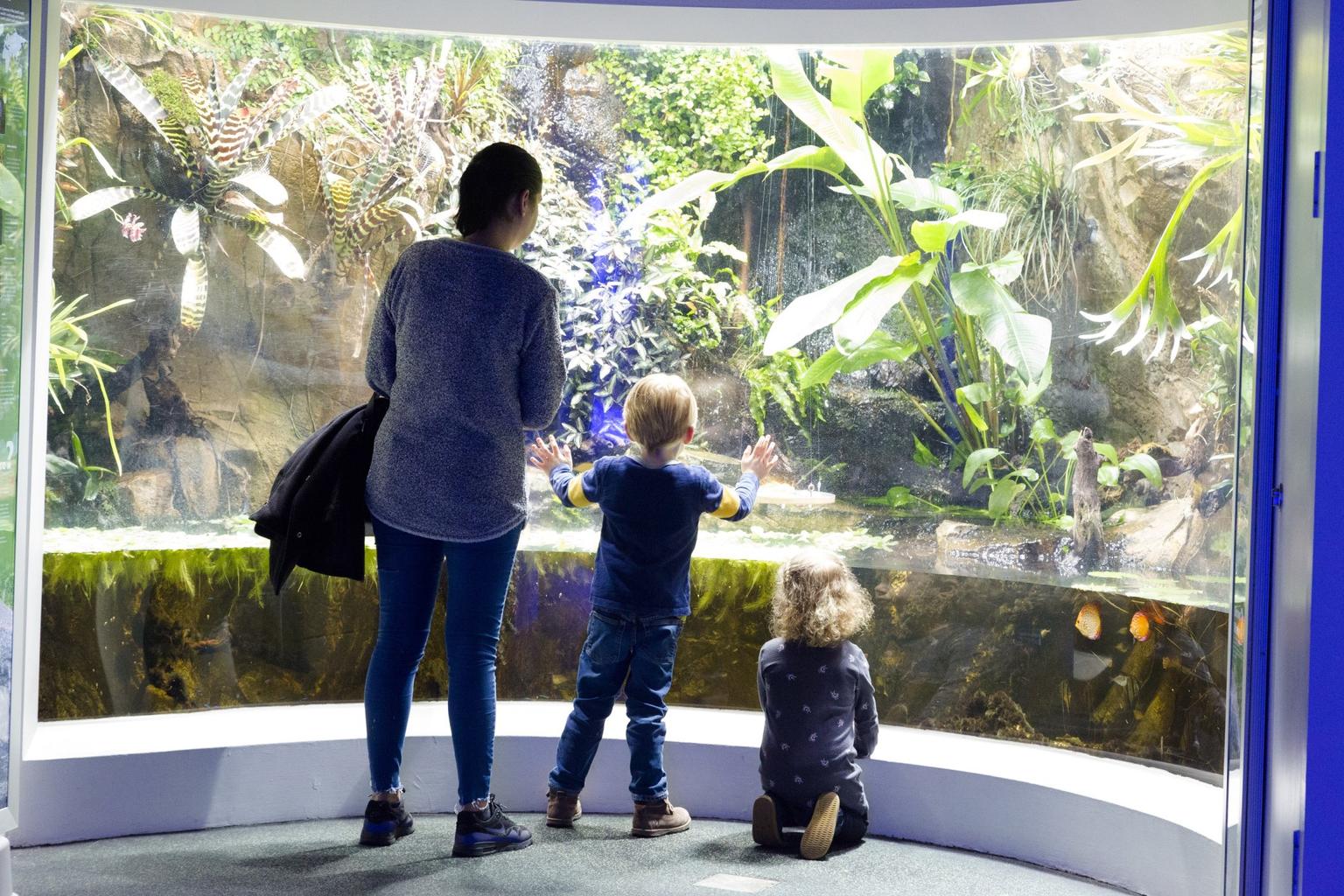 A woman and two small children look into an aquarium