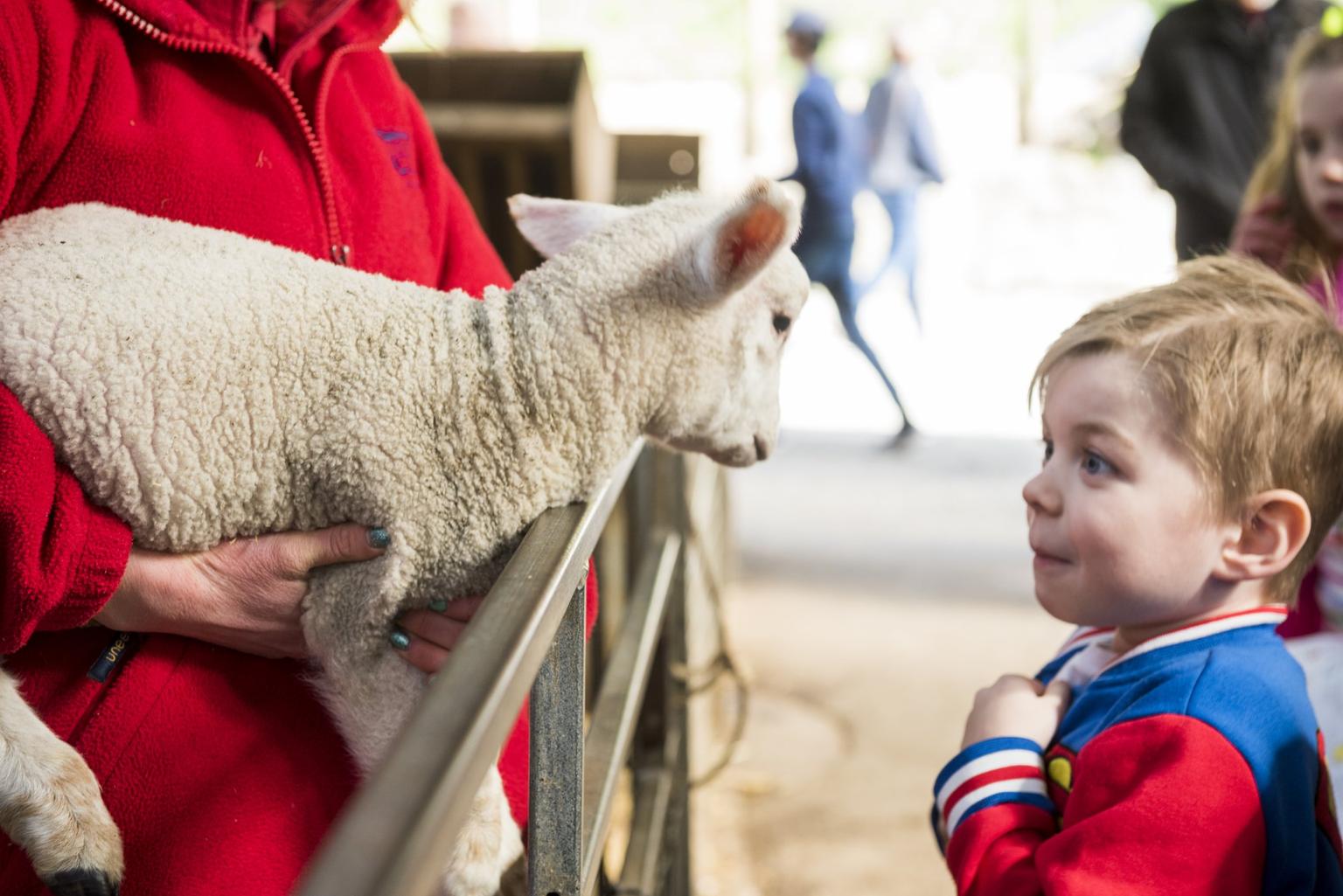 A little boy in a red and blue jacket looks delighted at the sight of a lamb in a woman's arms