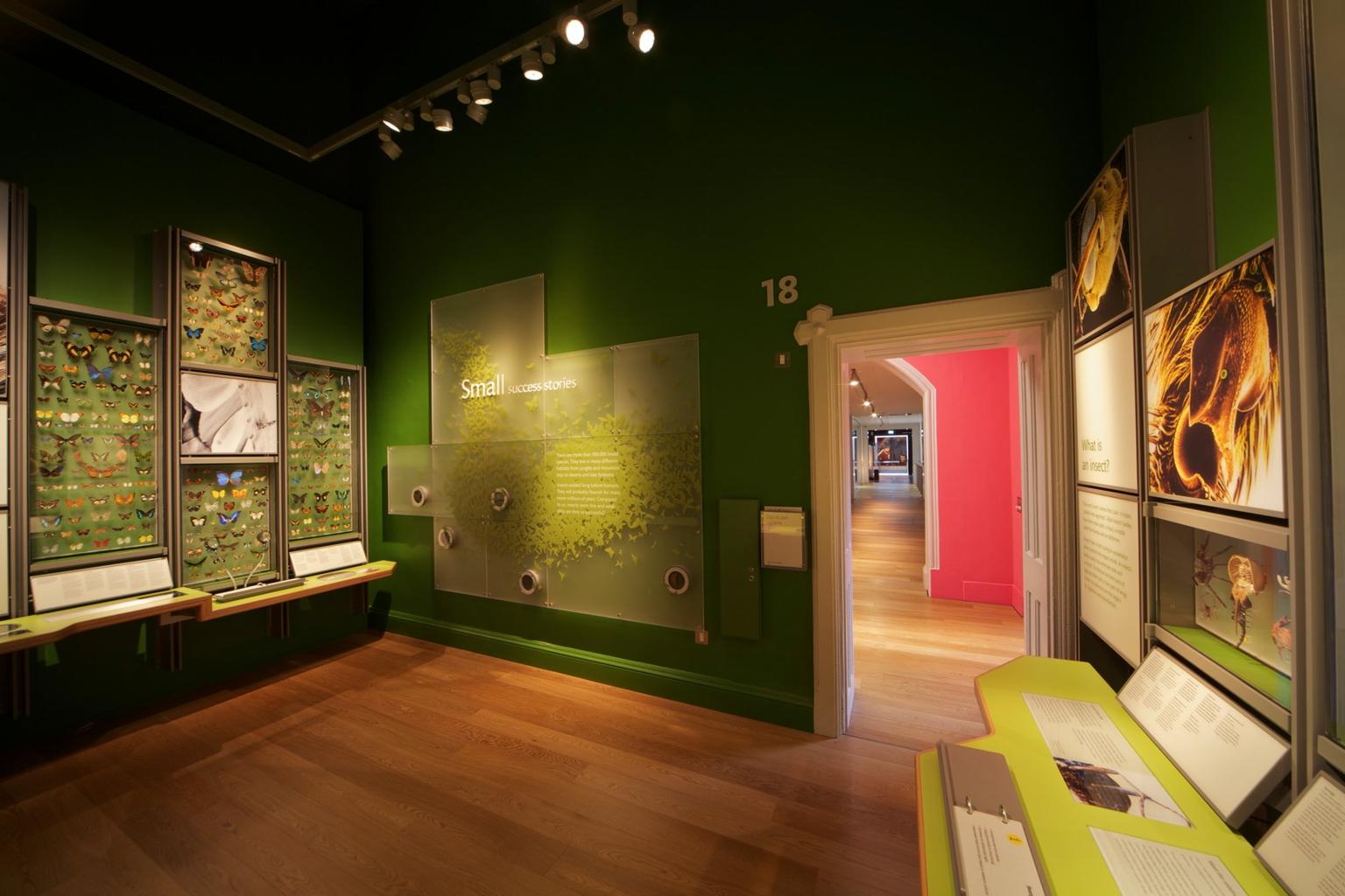 A gallery in a museum featuring cases of butterflies
