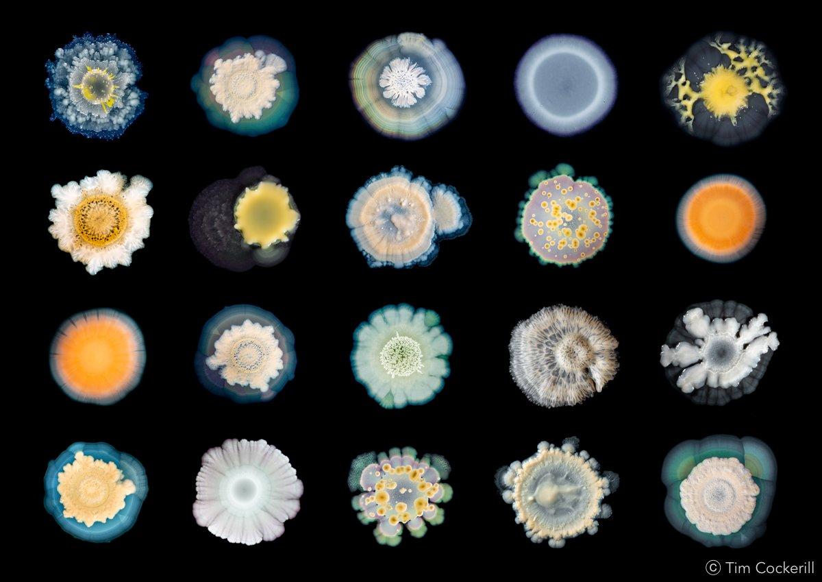 Microscopic image of bacterial colonies, varying in texture from pleated to spongey, and in colour from bright orange to yellows and blues.