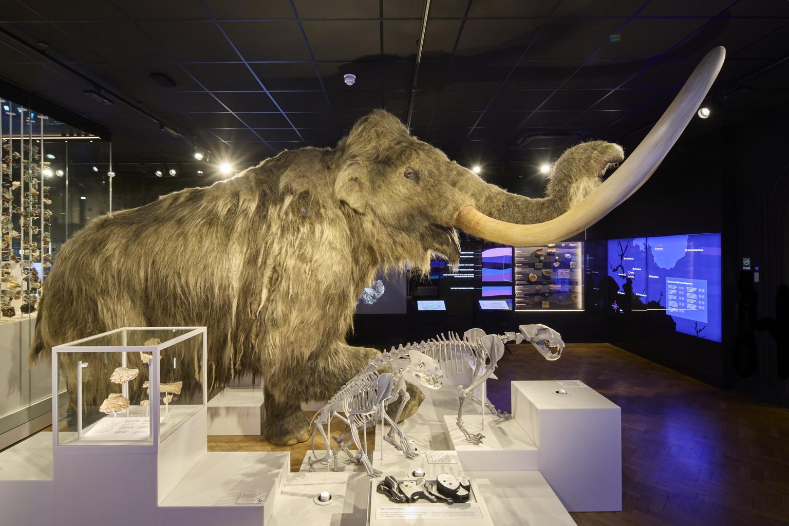 A brown woolly mammoth with long curved tusks stands in a dimly lit museum gallery beside animal skeletons.