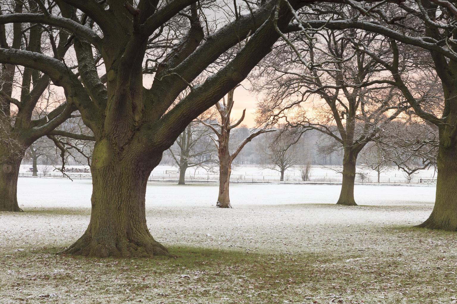 Trees at Wimpole Estate, Cambridgeshire, in Winter