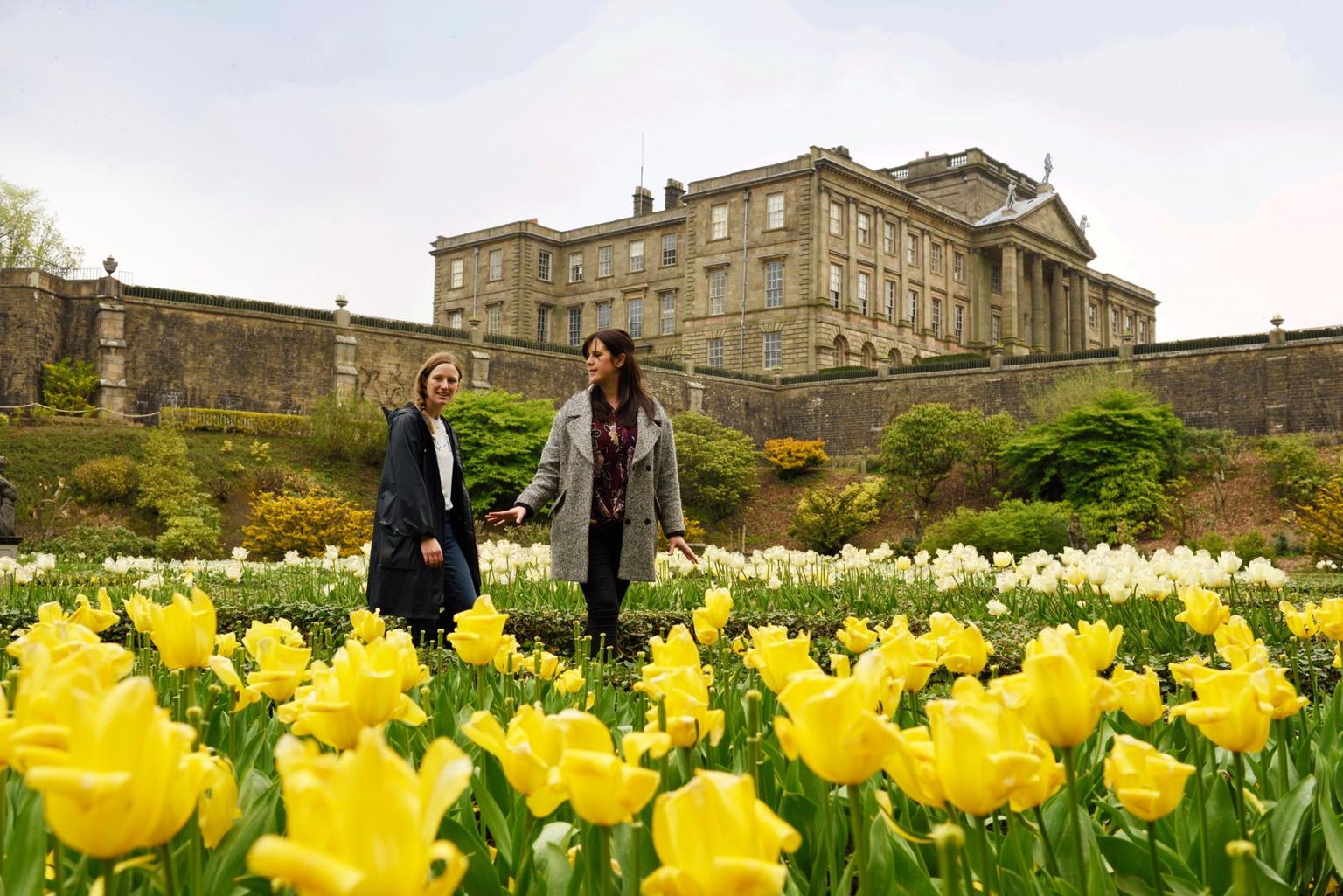 Two women standing among a mass of yellow tulips in a walled garden, with more white tulips behind