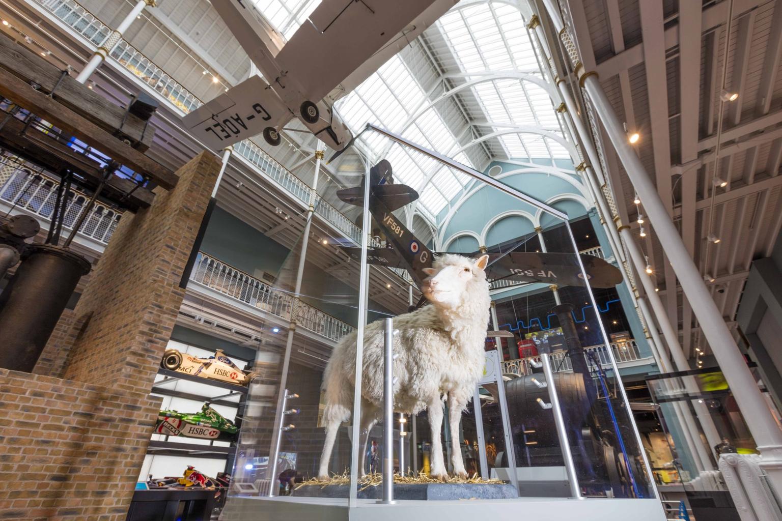 A white taxidermy sheep taxidermy stands in a glass case inside a bright museum atrium with vintage planes hanging from the ceiling.