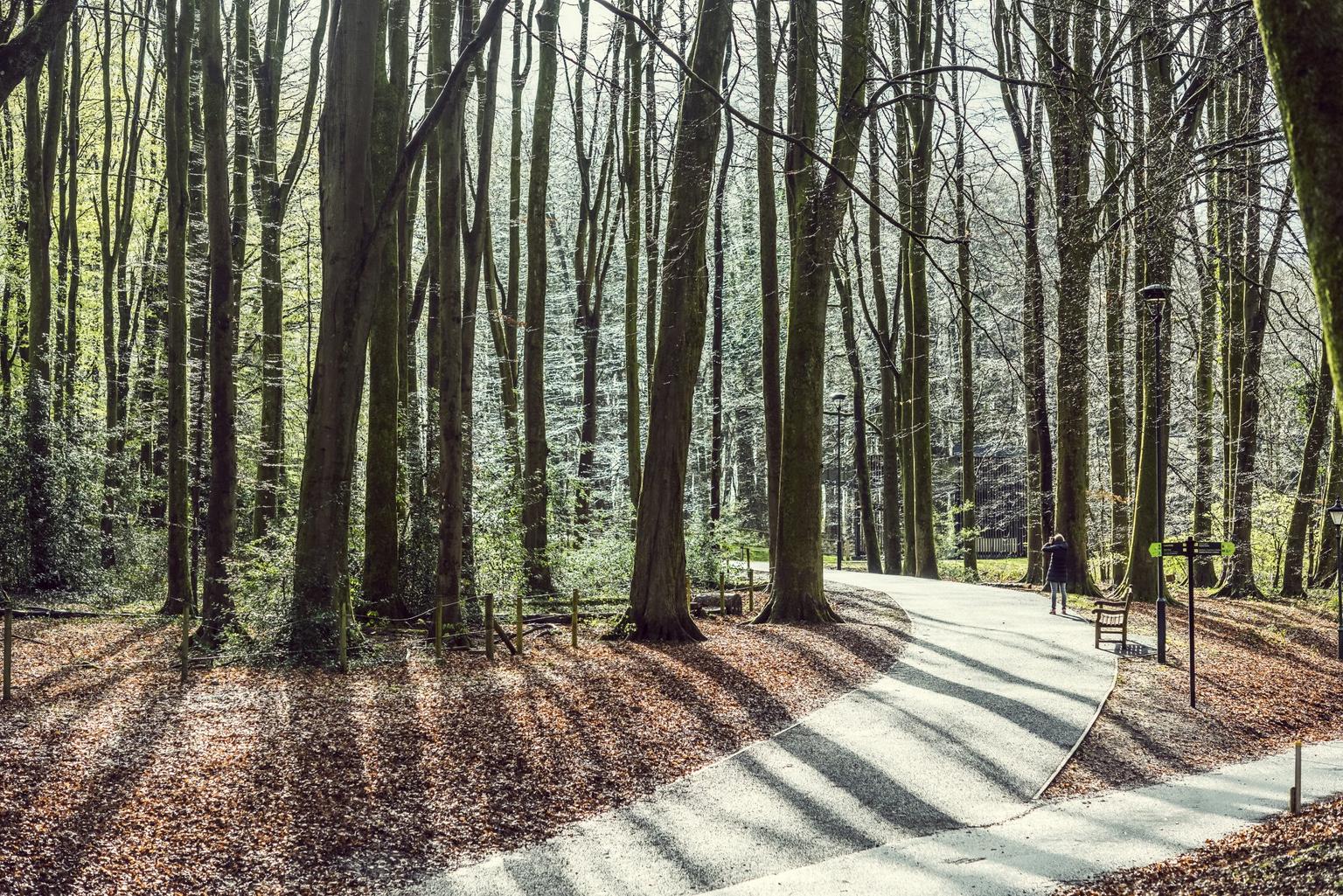 Curved paths through woodland with a woman in the distance taking a picture