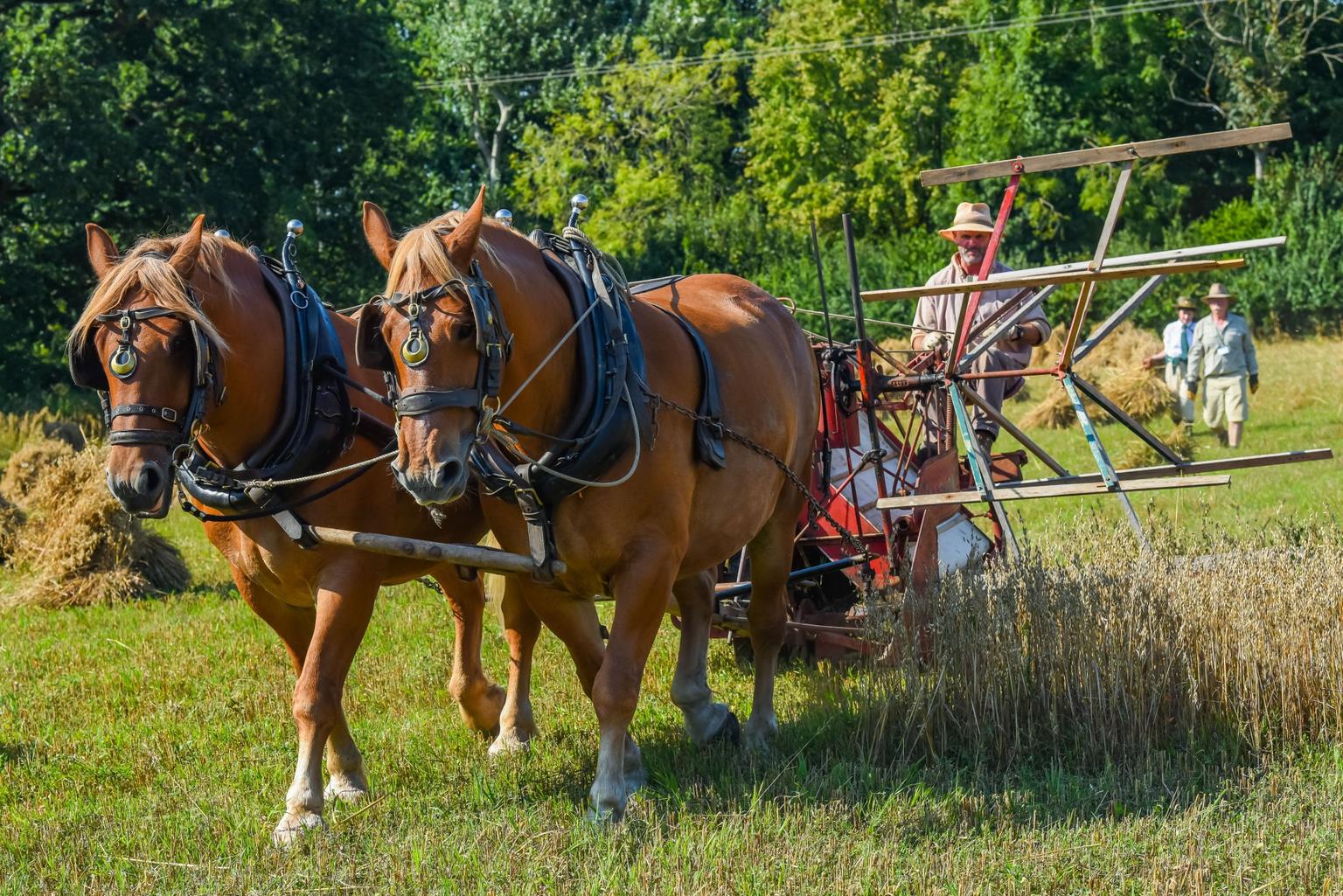 Two chestnut horses pulling an old fashioned reaper through a field