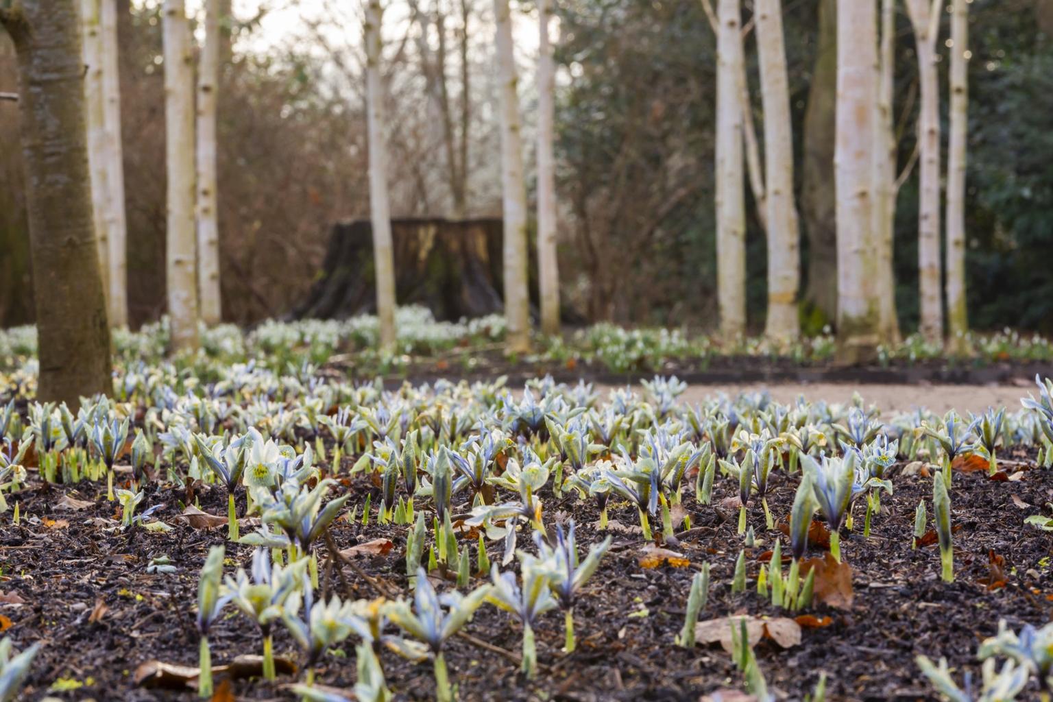 Irises in the Winter Garden at Dunham Massey, Cheshire