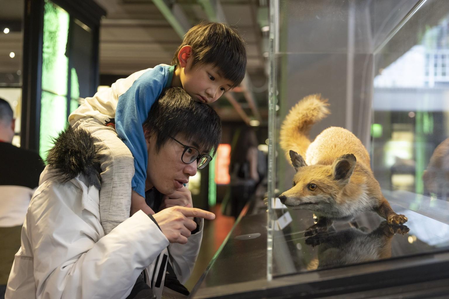 Small boy sits on a mans shoulders looking at a stuffed fox in a display case in Manchester Museum