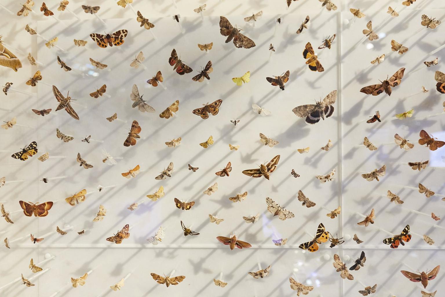 Butterfly specimens cover the wall of a gallery