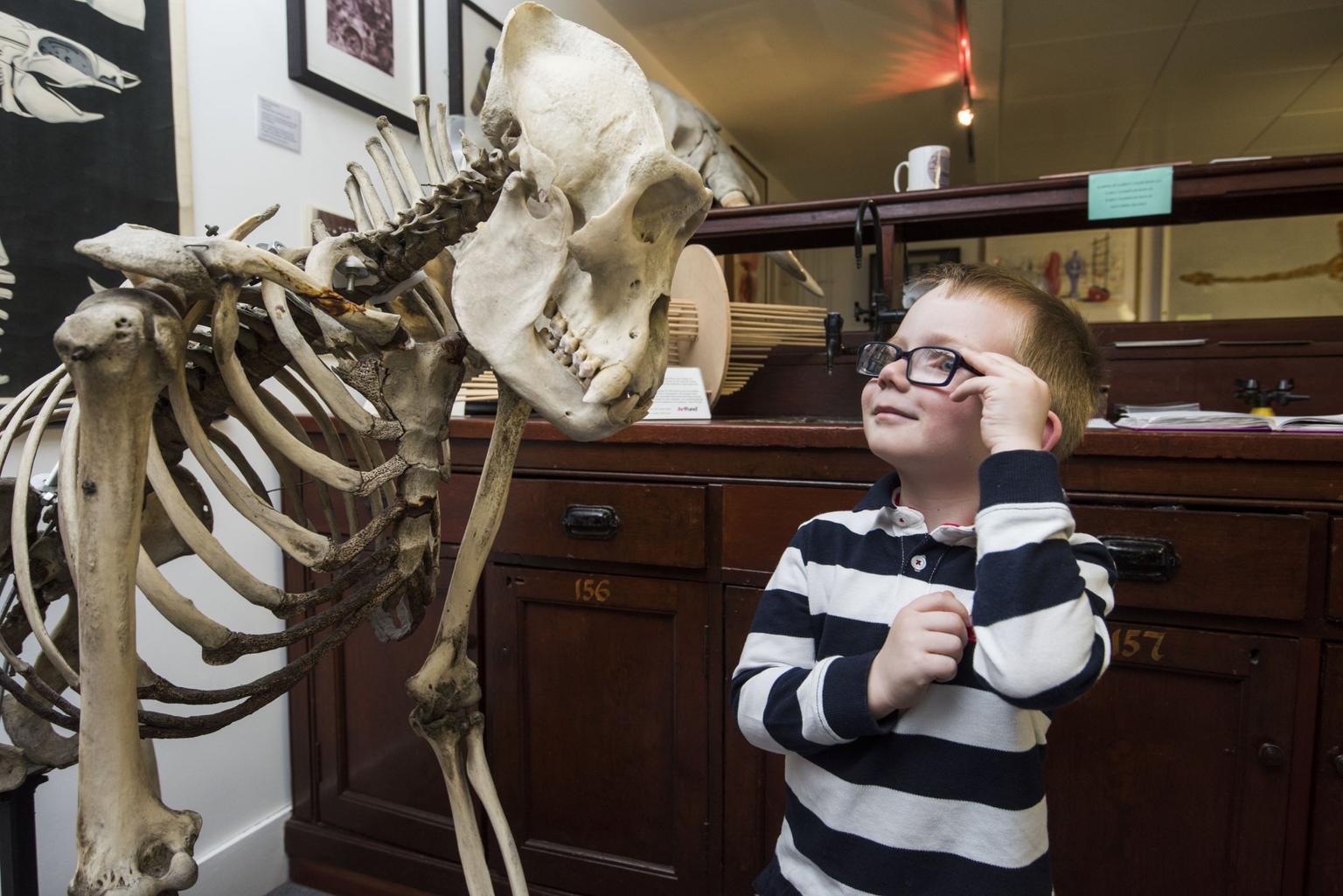 Pic  Alan Richardson Dundee, Pix-AR.co.uk.Festival of Museums .Aiden Mulholland takes a close look at the skeleton of a gorilla at the University of Dundee's D'Arcy Thomson Museum,