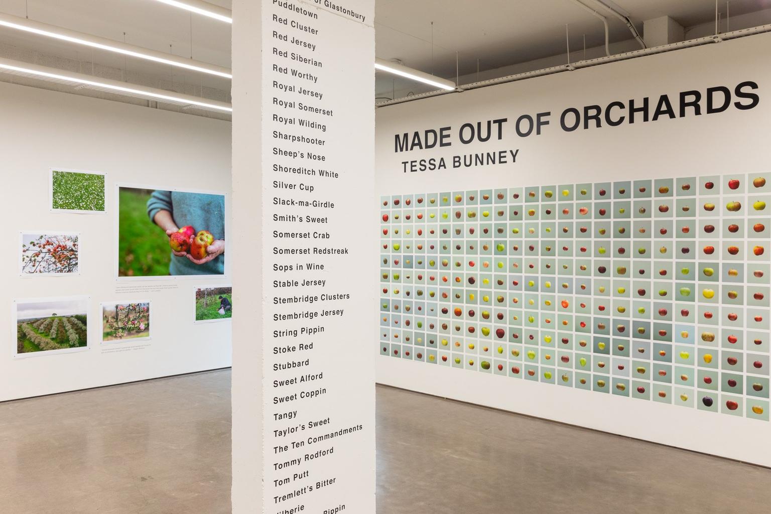 An exhibition featuring a wall of photographs of apples, with a list of apple types on a pillar in the foreground