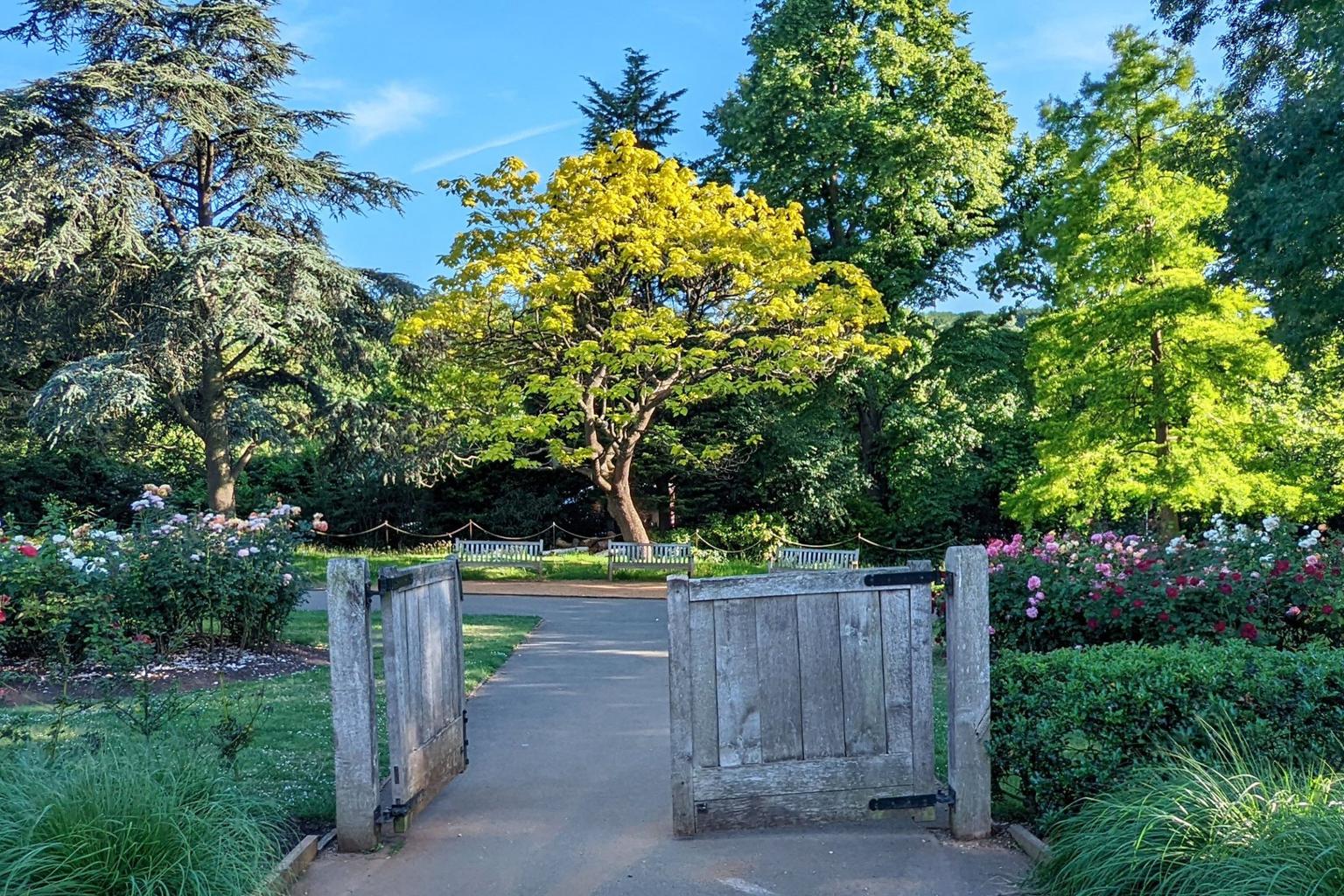 An open wooden gate to a formal gardens with rose bushes in the foreground, trees beyond