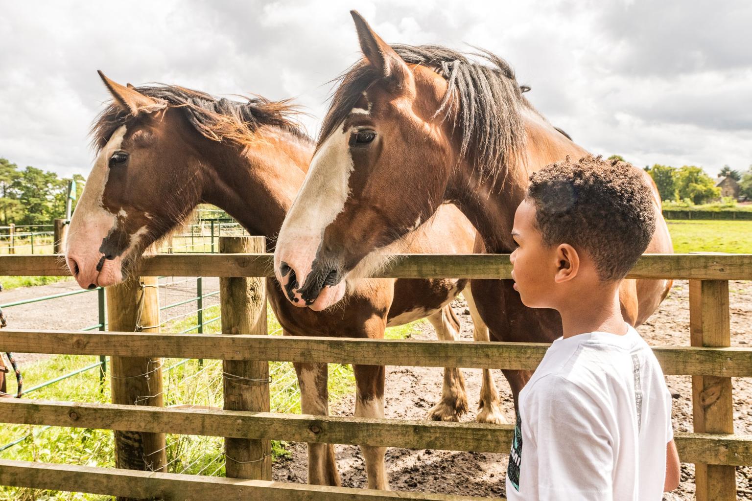 A young boy in front of a fence to a field with two skewbald horses