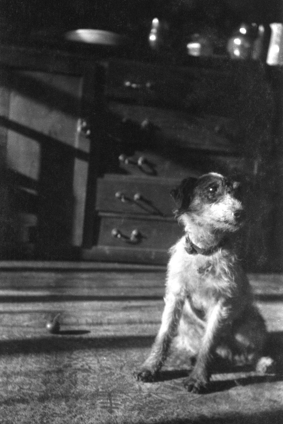 Black and white photograph of a small scruffy dog with a collar sitting on a sunlit floor in a dim room; the dog is looking to the right.
