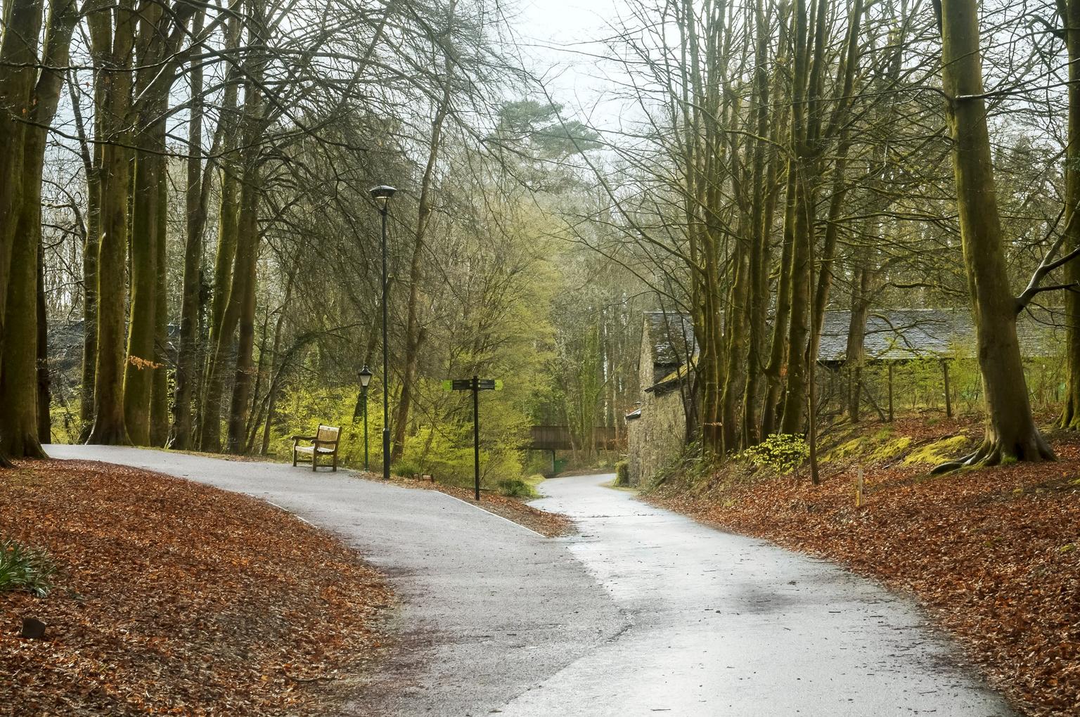 A forked path through some woods