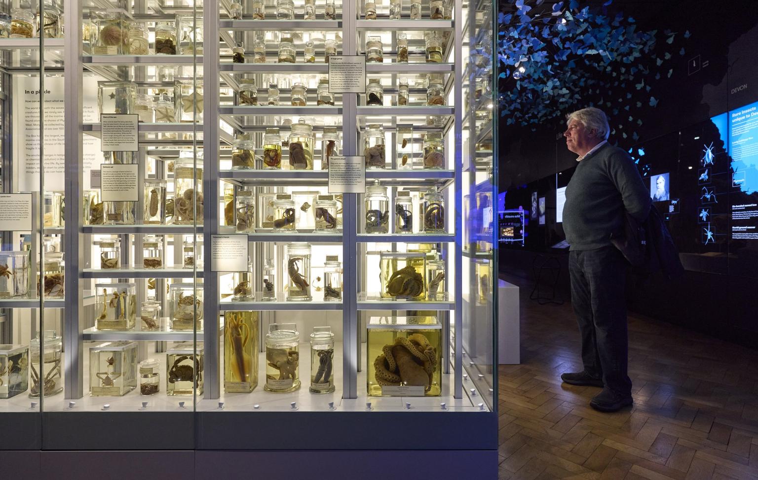 A visitor studies a brightly lit glass cabinet of preserved specimens in jars in a museum display.