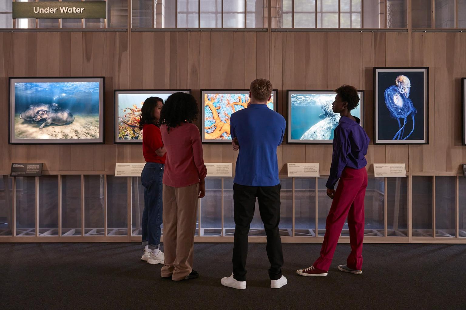 Four visitors look at lightbox mounted photographs of animals