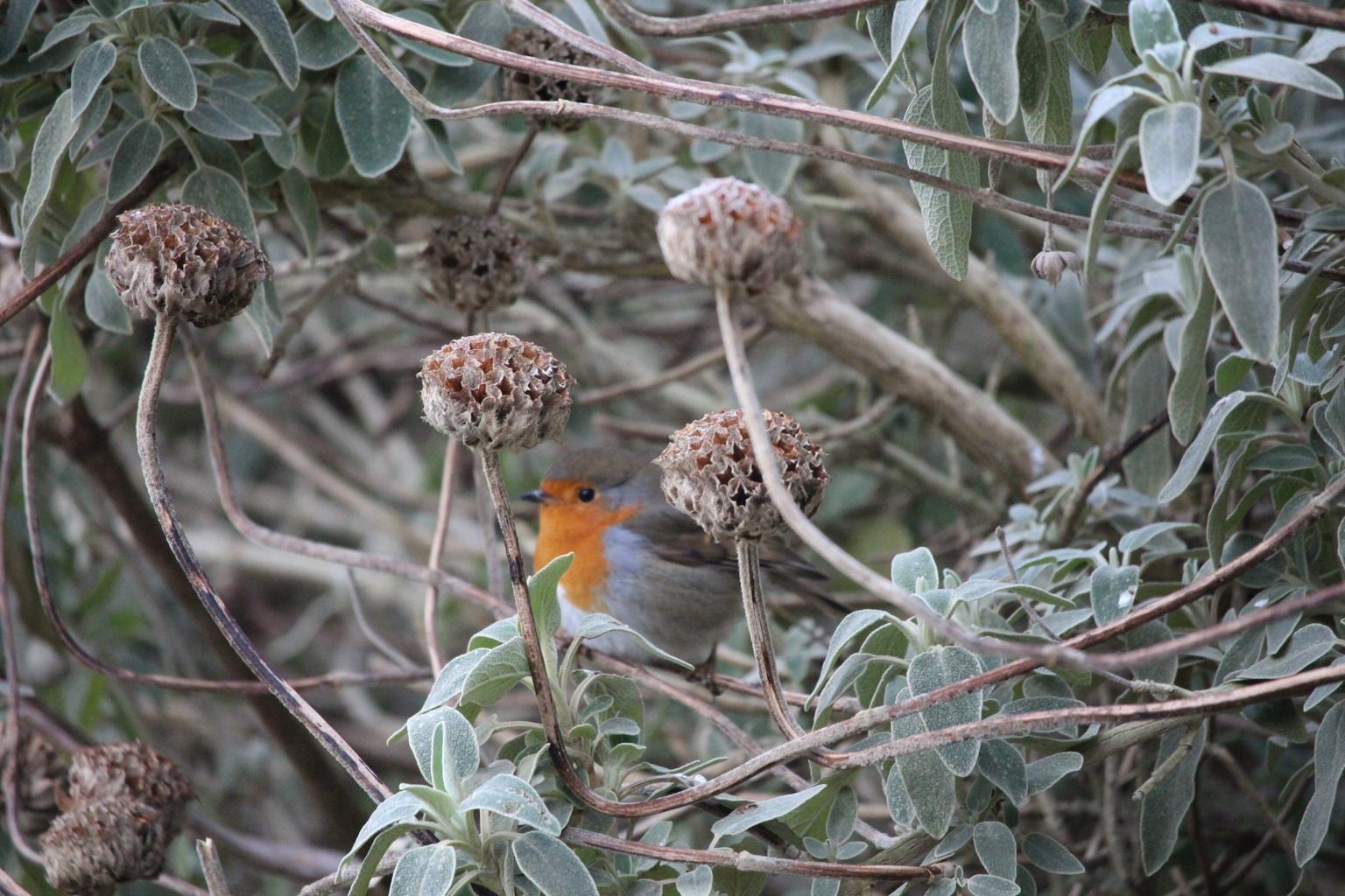 A robin hidden among frosty greenery