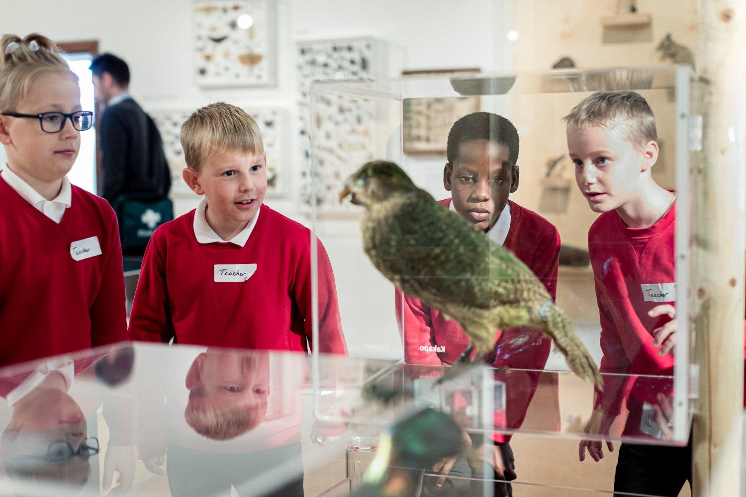 Four school kids look at a green stuffed bird in a display case