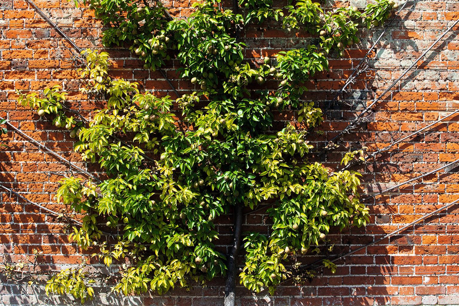 Espaliered fruit trees at Audley End, a quintessential feature of the kitchen garden