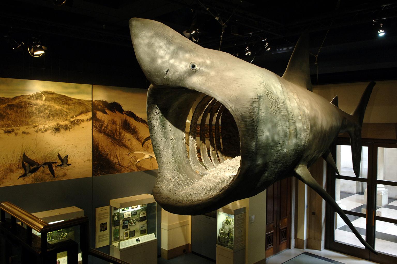 The Natural History galleries at National Museum Cardiff